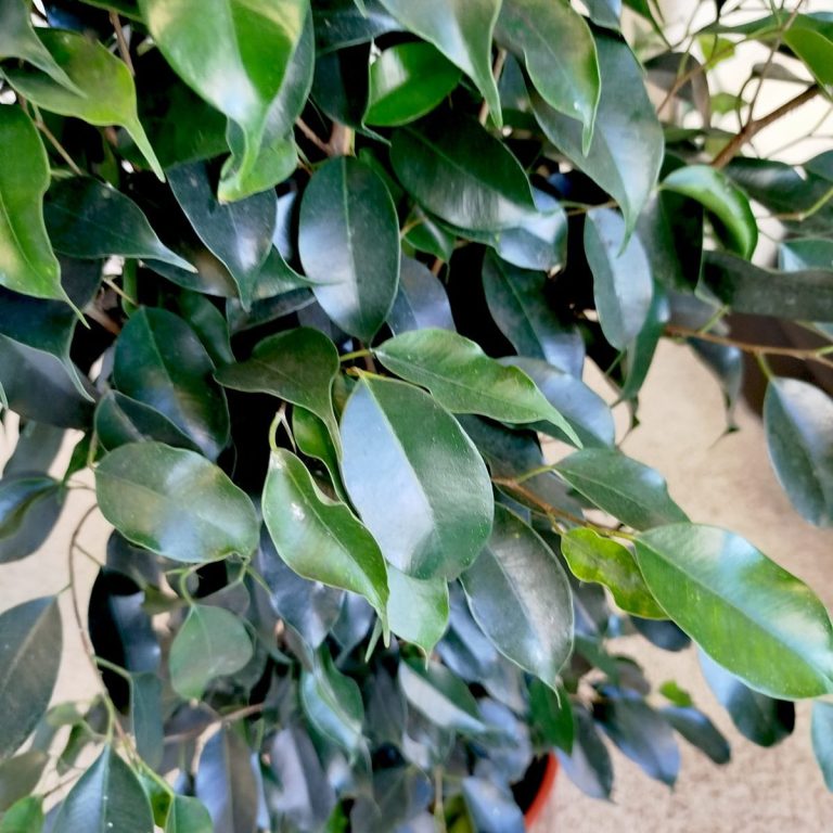 Fikus beniamiński (Ficus benjamina 'Danielle') 130cm
