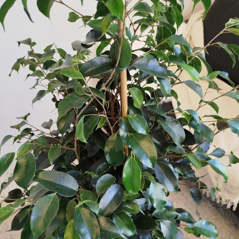 Fikus beniamiński (Ficus benjamina 'Danielle') 130cm