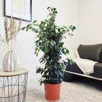 Fikus beniamiński (Ficus benjamina 'Danielle') 130cm