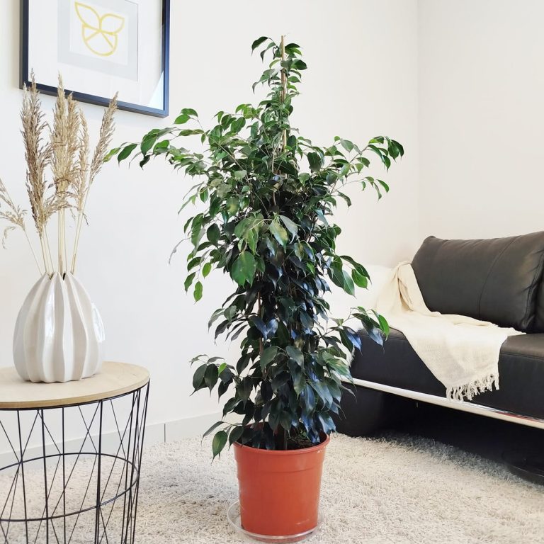 Fikus beniamiński (Ficus benjamina 'Danielle') 130cm