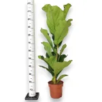 Fikus dębolistny (Ficus lyrata) 115cm