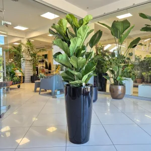 Fikus dębolistny (Ficus lyrata) 120cm