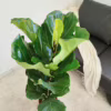 Fikus dębolistny (Ficus lyrata) 110-120cm