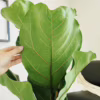 Fikus dębolistny (Ficus lyrata) 110-120cm