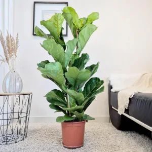 Fikus dębolistny (Ficus lyrata) 120cm