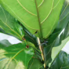 Fikus dębolistny (Ficus lyrata) 110-120cm
