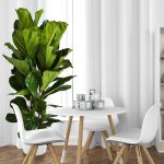 Fikus dębolistny (Ficus lyrata) 200cm