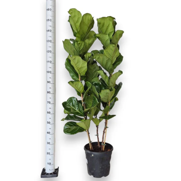 Fikus dębolistny (Ficus lyrata) 165cm