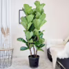 Fikus dębolistny (Ficus lyrata) 150-165cm