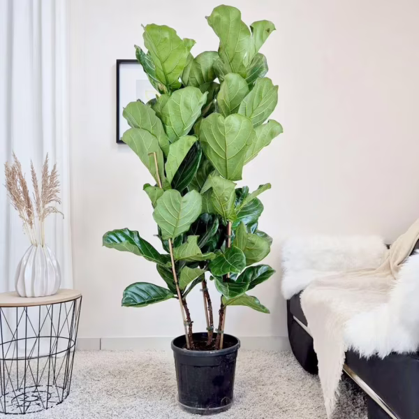 Fikus dębolistny (Ficus lyrata) 150-165cm