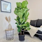 Fikus dębolistny (Ficus lyrata) 165cm