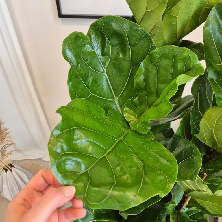 Fikus dębolistny (Ficus lyrata) 165cm