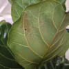 Fikus dębolistny (Ficus lyrata) 150-165cm