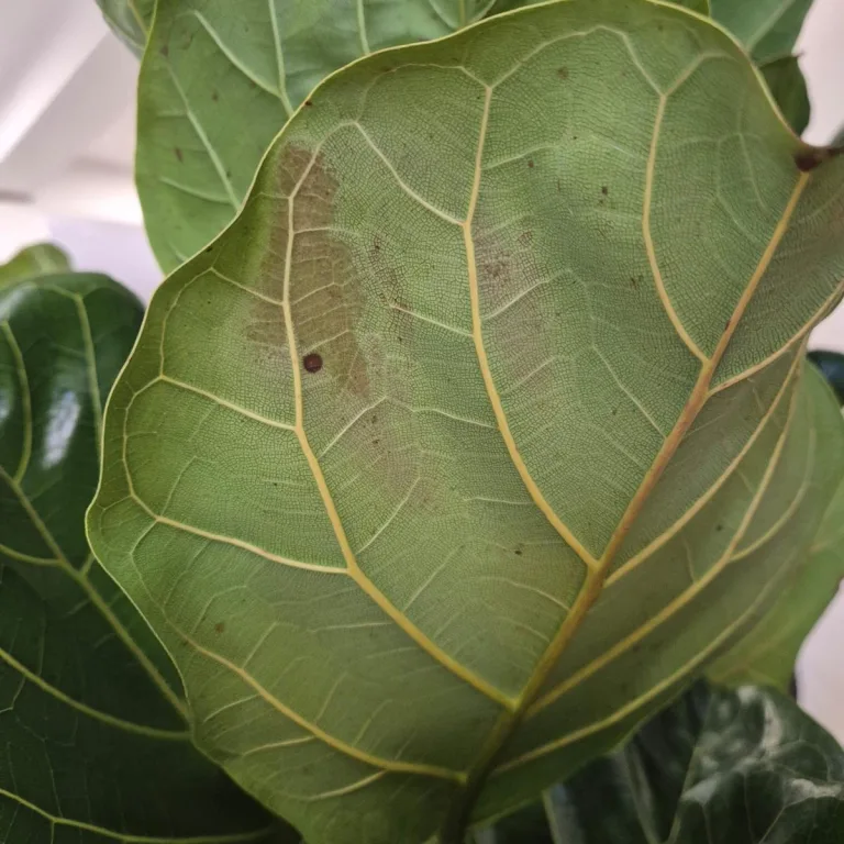 Fikus dębolistny (Ficus lyrata) 165cm