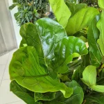 Fikus dębolistny (Ficus lyrata) 165cm