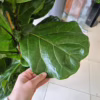 Fikus dębolistny (Ficus lyrata) 150-165cm
