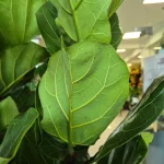 Fikus dębolistny (Ficus lyrata) 165cm