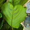 Fikus dębolistny (Ficus lyrata) 150-165cm