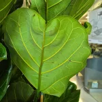 Fikus dębolistny (Ficus lyrata) 165cm