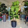 Fikus dębolistny (Ficus lyrata) 150-165cm
