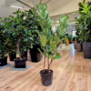 Fikus dębolistny (Ficus lyrata) 150-165cm