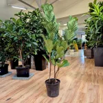 Fikus dębolistny (Ficus lyrata) 165cm