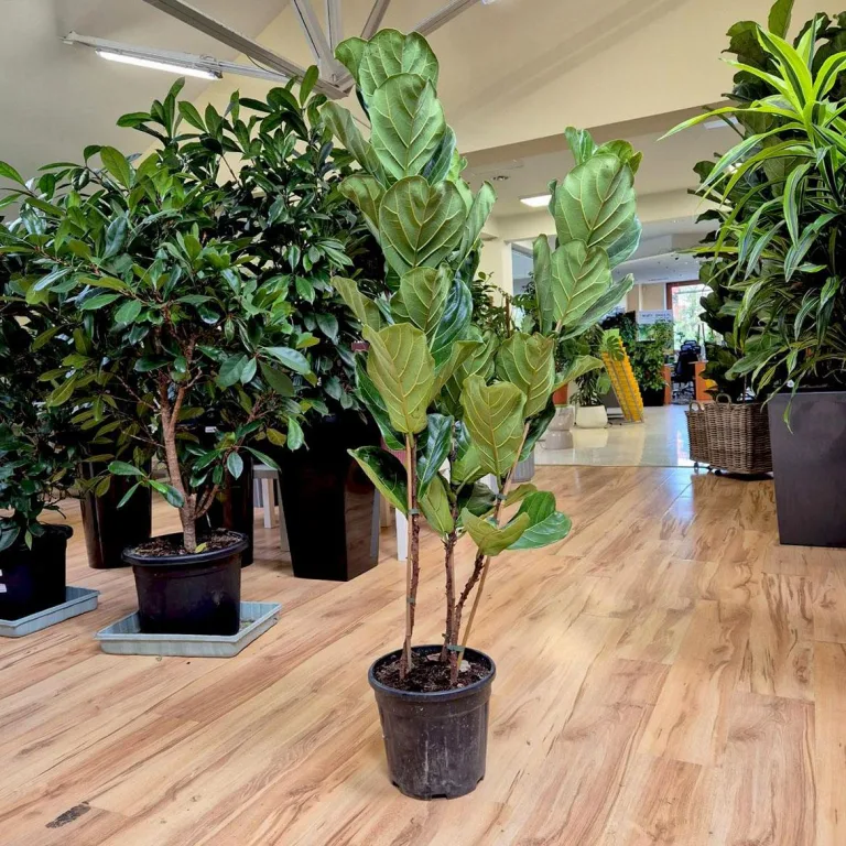 Fikus dębolistny (Ficus lyrata) 165cm