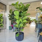 Fikus dębolistny (Ficus lyrata) 200cm