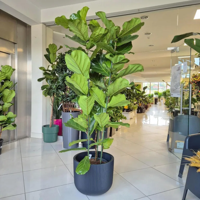 Fikus dębolistny (Ficus lyrata) 200cm