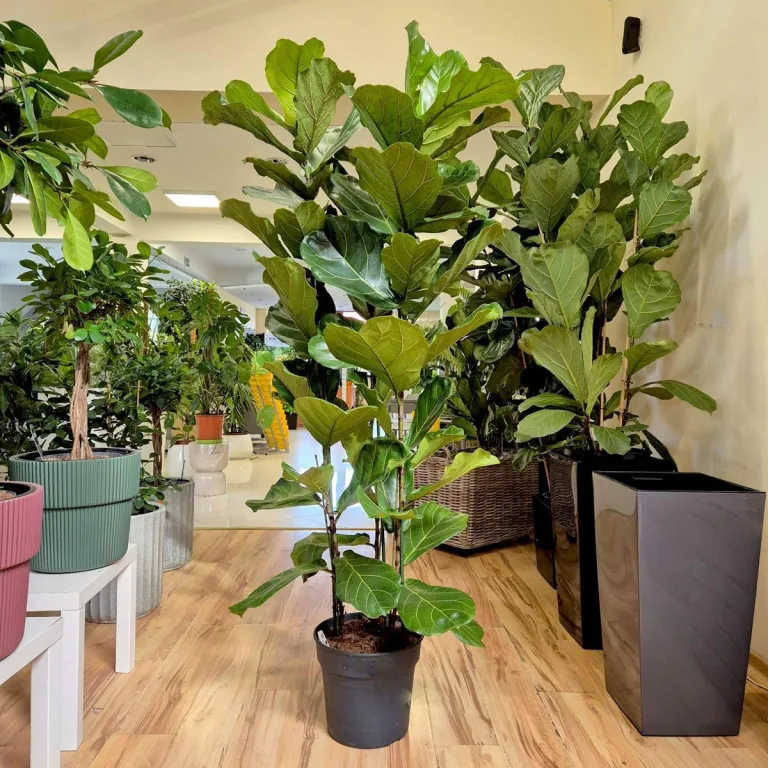 Fikus dębolistny (Ficus lyrata) 200cm
