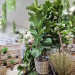 Fikus dębolistny (Ficus lyrata) 200cm