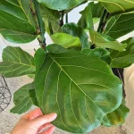 Fikus dębolistny (Ficus lyrata) 200cm