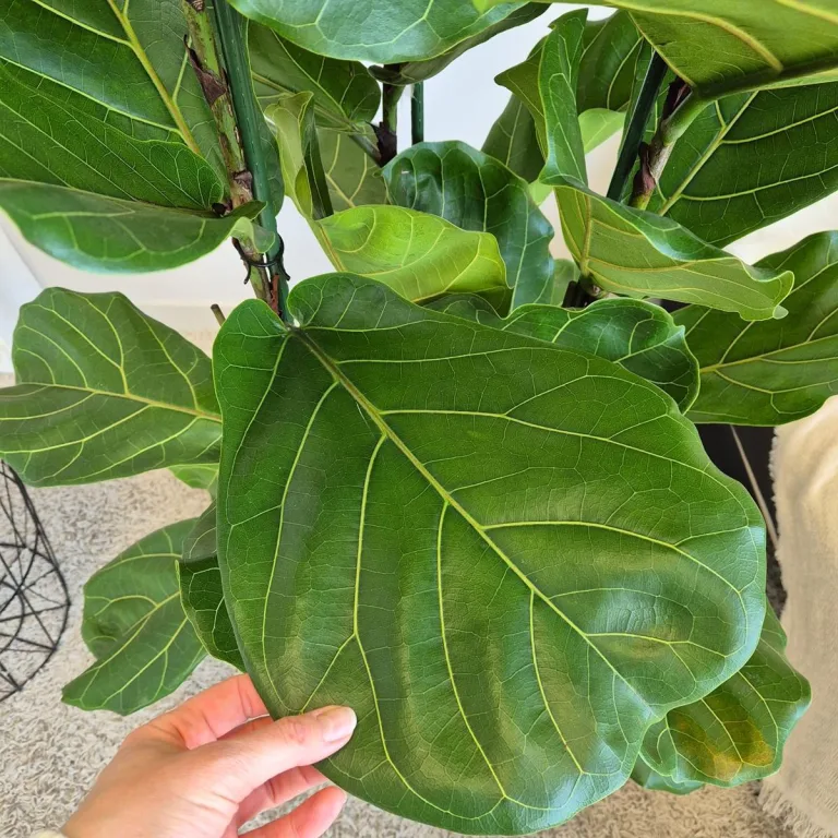 Fikus dębolistny (Ficus lyrata) 200cm