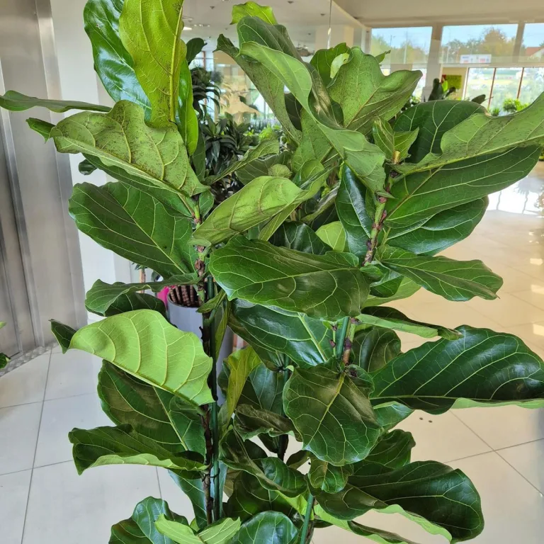 Fikus dębolistny (Ficus lyrata) 200cm