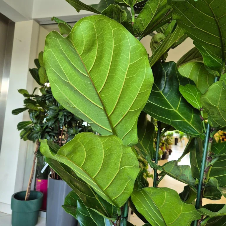 Fikus dębolistny (Ficus lyrata) 200cm