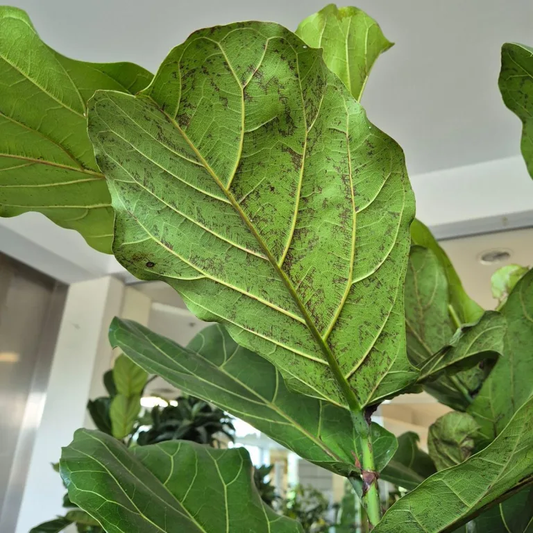 Fikus dębolistny (Ficus lyrata) 200cm