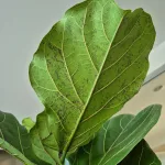 Fikus dębolistny (Ficus lyrata) 200cm