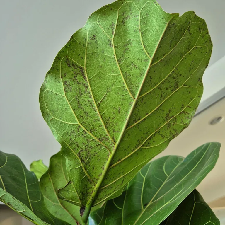 Fikus dębolistny (Ficus lyrata) 200cm