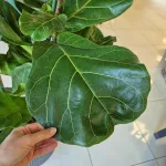 Fikus dębolistny (Ficus lyrata) 200cm