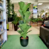 Fikus dębolistny (Ficus lyrata) 110-120cm