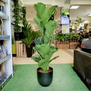 Fikus dębolistny (Ficus lyrata) 115cm