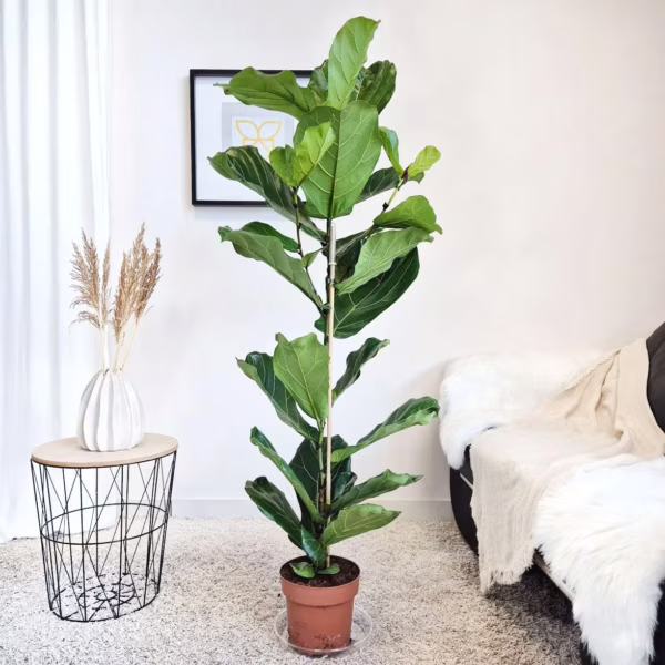 Fikus dębolistny (Ficus lyrata) 140-150cm