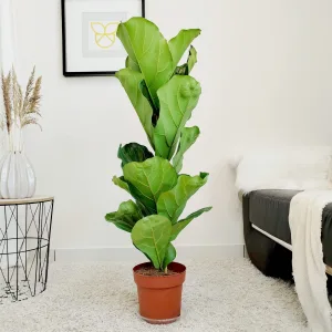 Fikus dębolistny (Ficus lyrata) 115cm