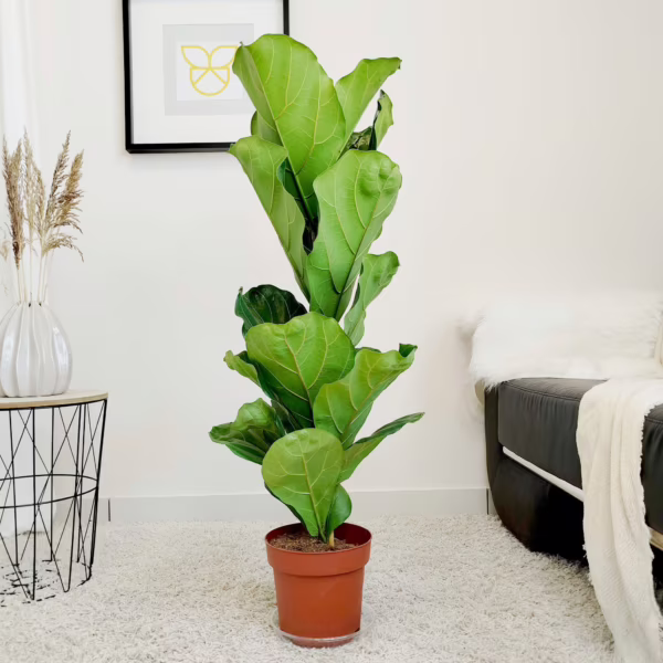 Fikus dębolistny (Ficus lyrata) 115cm