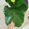 Fikus dębolistny (Ficus lyrata) 110-120cm