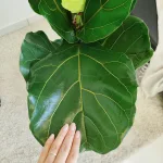 Fikus dębolistny (Ficus lyrata) 115cm