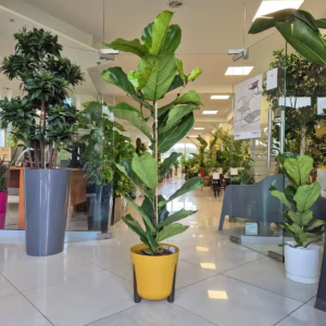 Fikus dębolistny (Ficus lyrata) 140-150cm