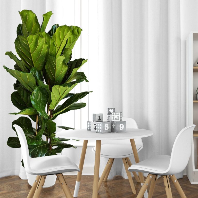 Fikus dębolistny (Ficus lyrata) 200cm