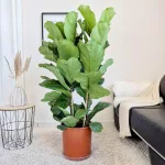 Fikus dębolistny (Ficus lyrata) 140cm