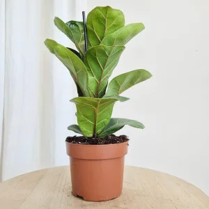 Fikus dębolistny bambino (Ficus lyrata) 30cm